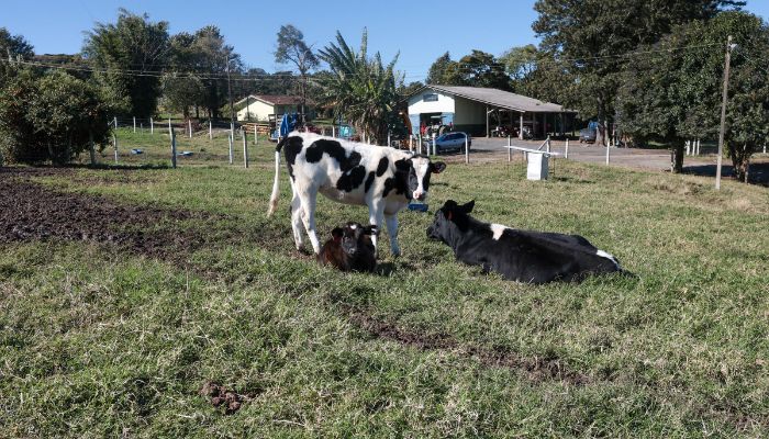 Foto: Geraldo Bubniak/AEN Paraná registrou crescimento na bovinocultura de corte e de leite em 2024